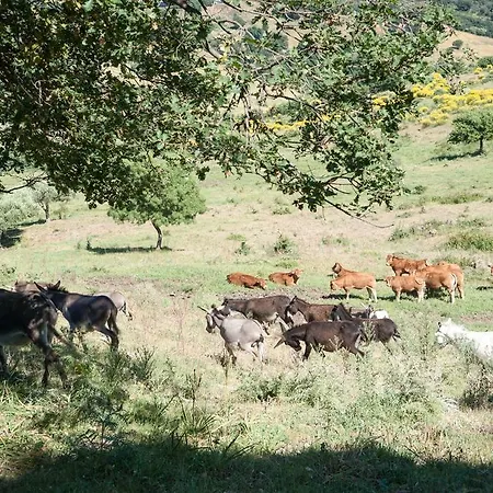 Feudo Galefona * Gratteri